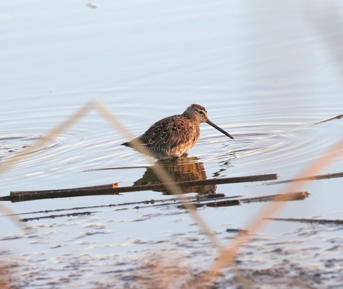 Long-billed Dowitcher - ML560203561