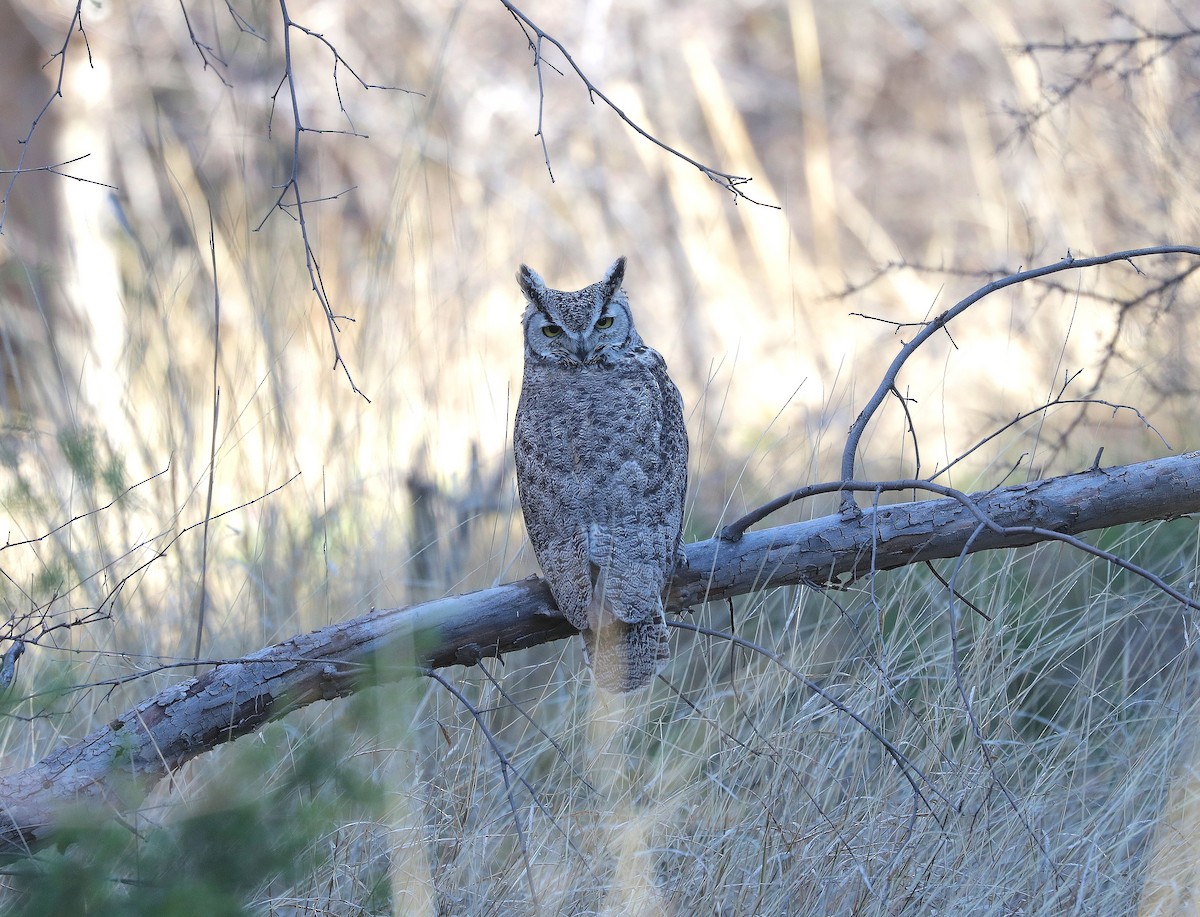 Great Horned Owl - ML560204401
