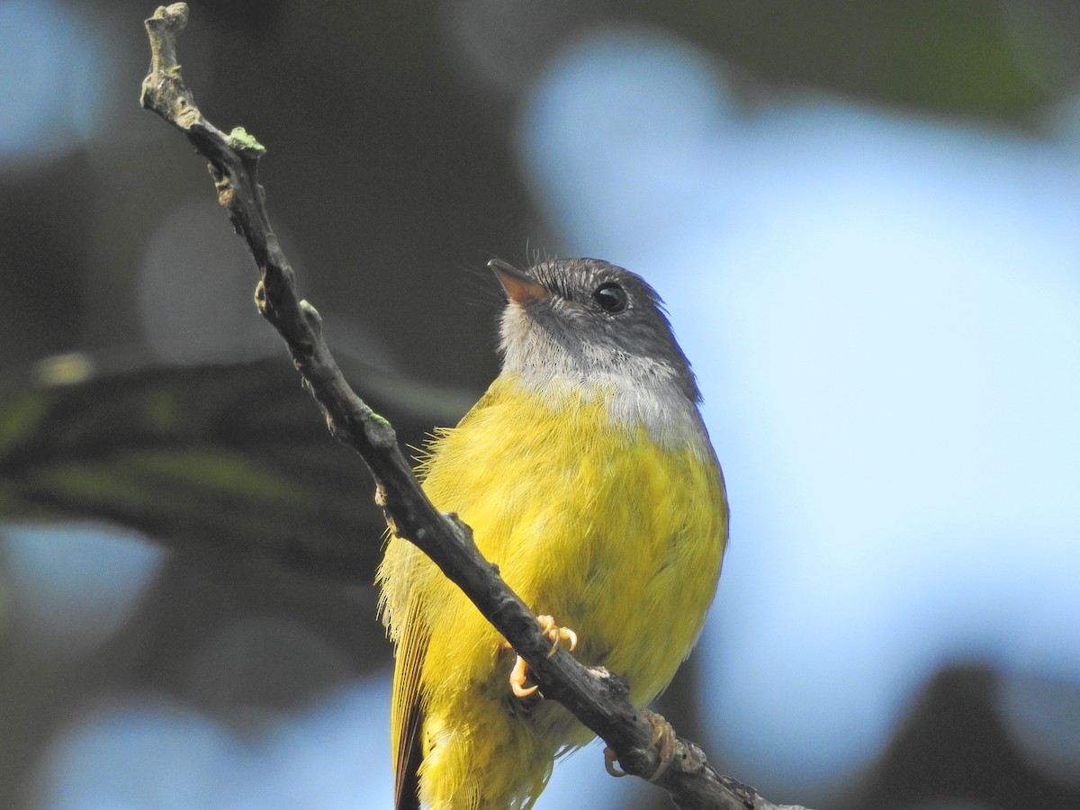 Gray-headed Canary-Flycatcher - ML560208961