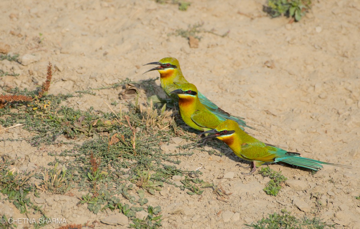 Blue-tailed Bee-eater - ML56021231
