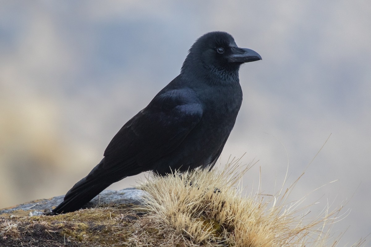 Large-billed Crow - ML560217001