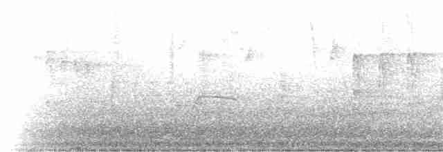 Миртовый певун (coronata) - ML56021751