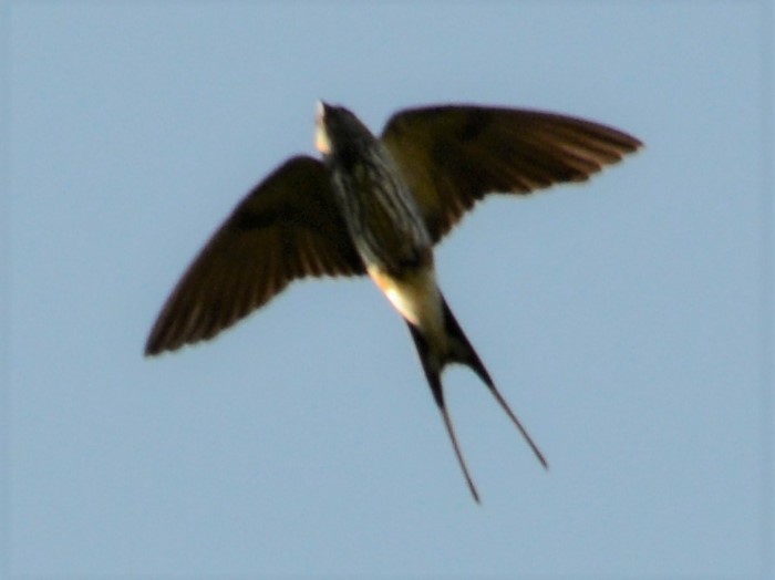 Lesser Striped Swallow - ML560217991
