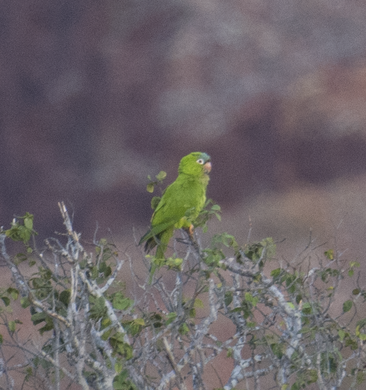 Turquoise-fronted Parrot - ML560220551