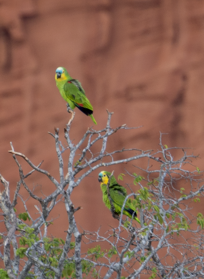 Turquoise-fronted Parrot - ML560220561