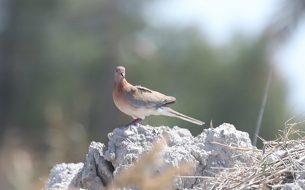 Laughing Dove - ML560220821