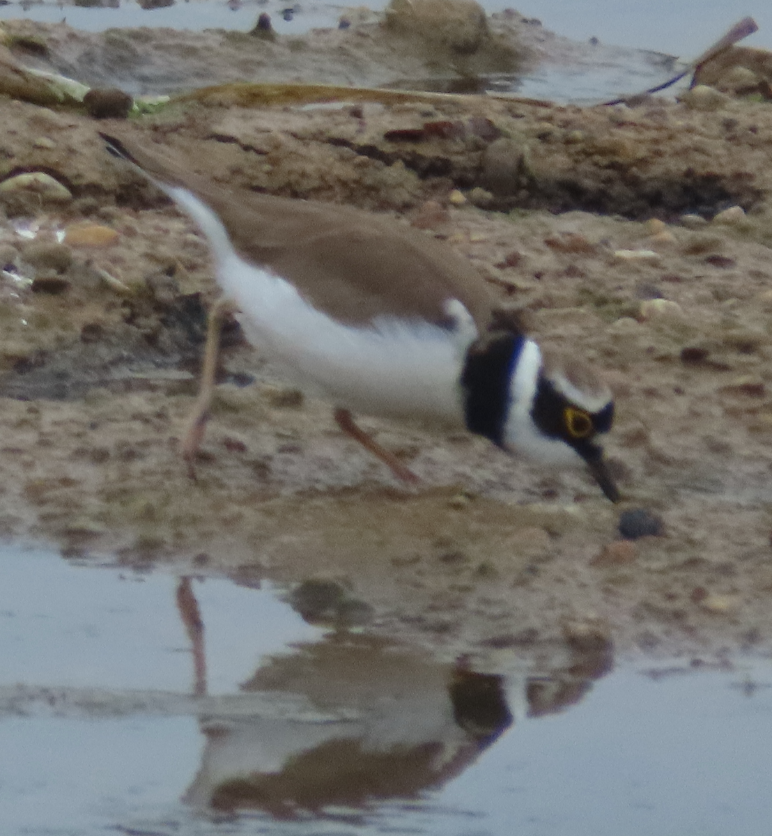 Little Ringed Plover - Maia Ginsburg