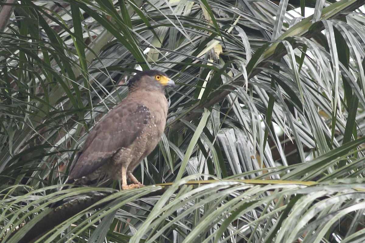 Crested Serpent-Eagle - ML560230711