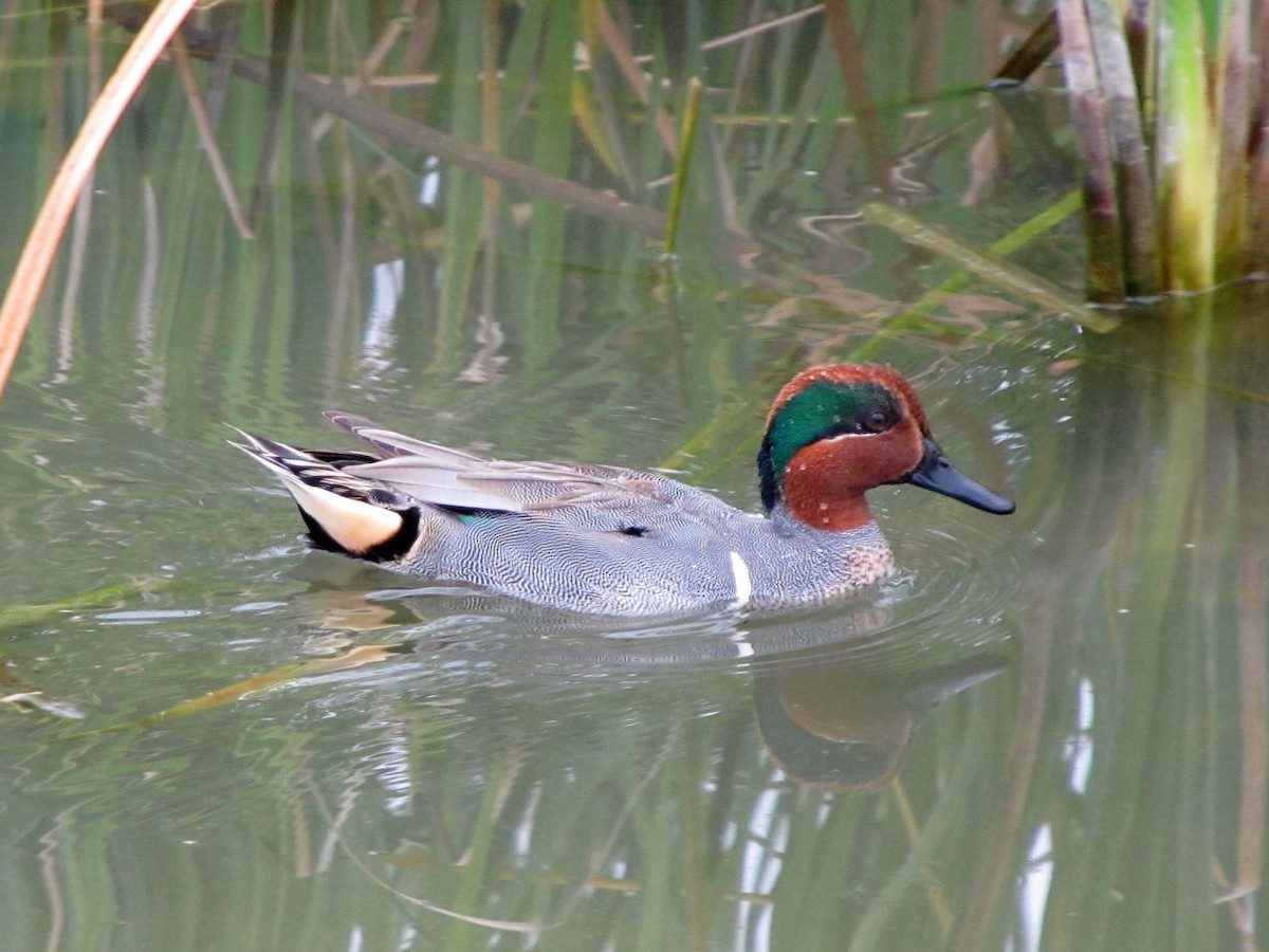 Green-winged Teal - ML56023411