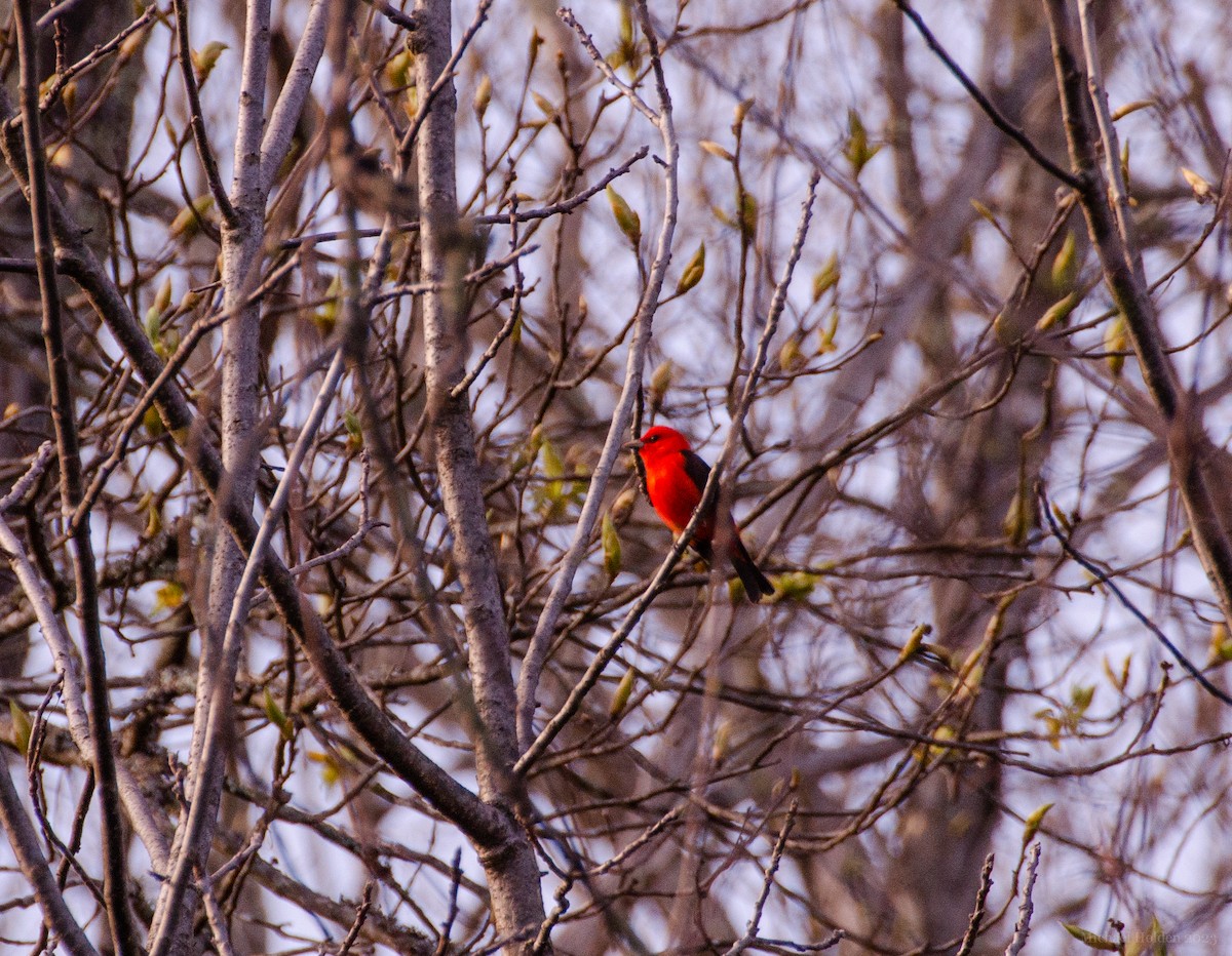 Scarlet Tanager - ML560236021