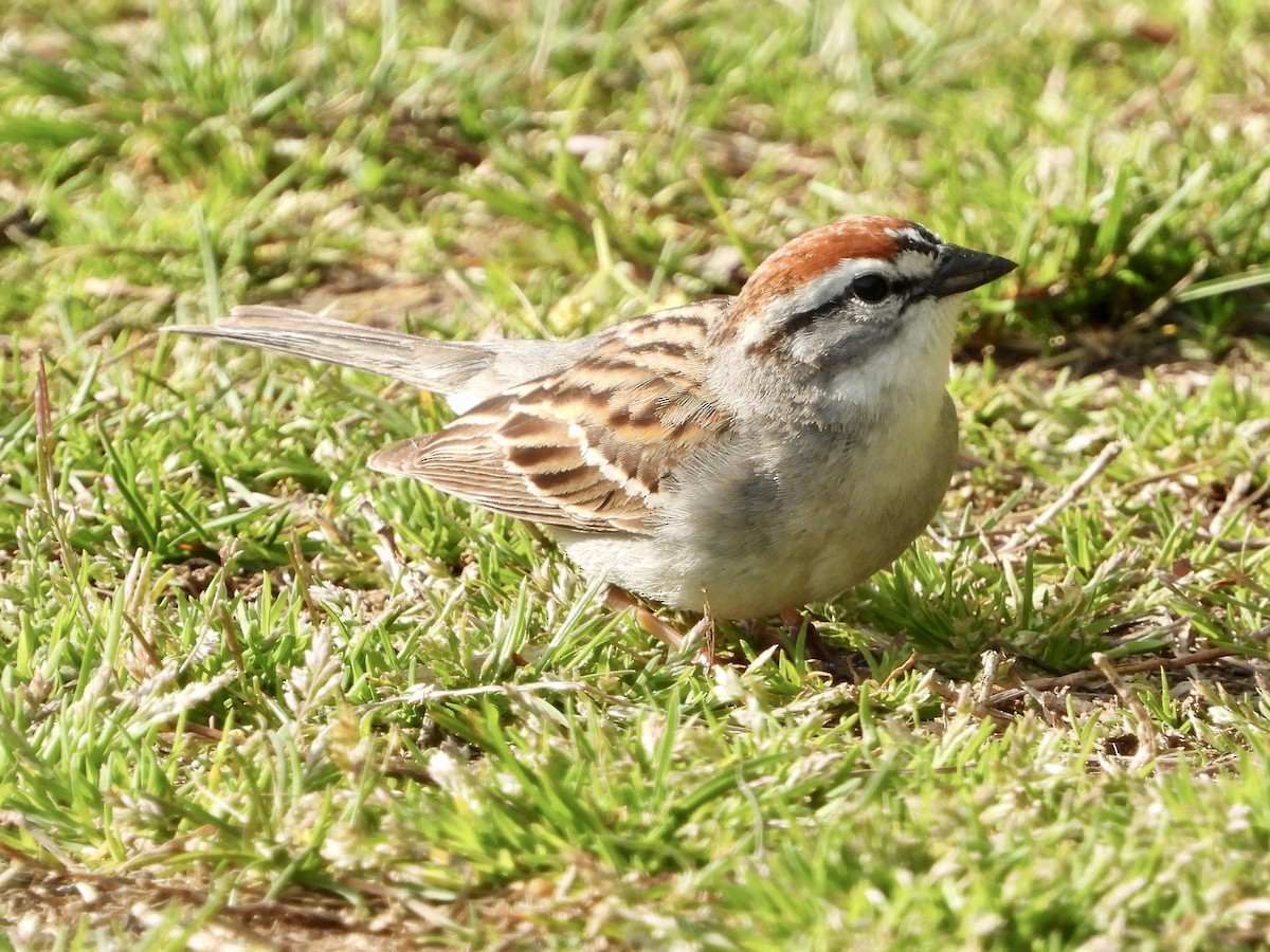 Chipping Sparrow - ML560238191
