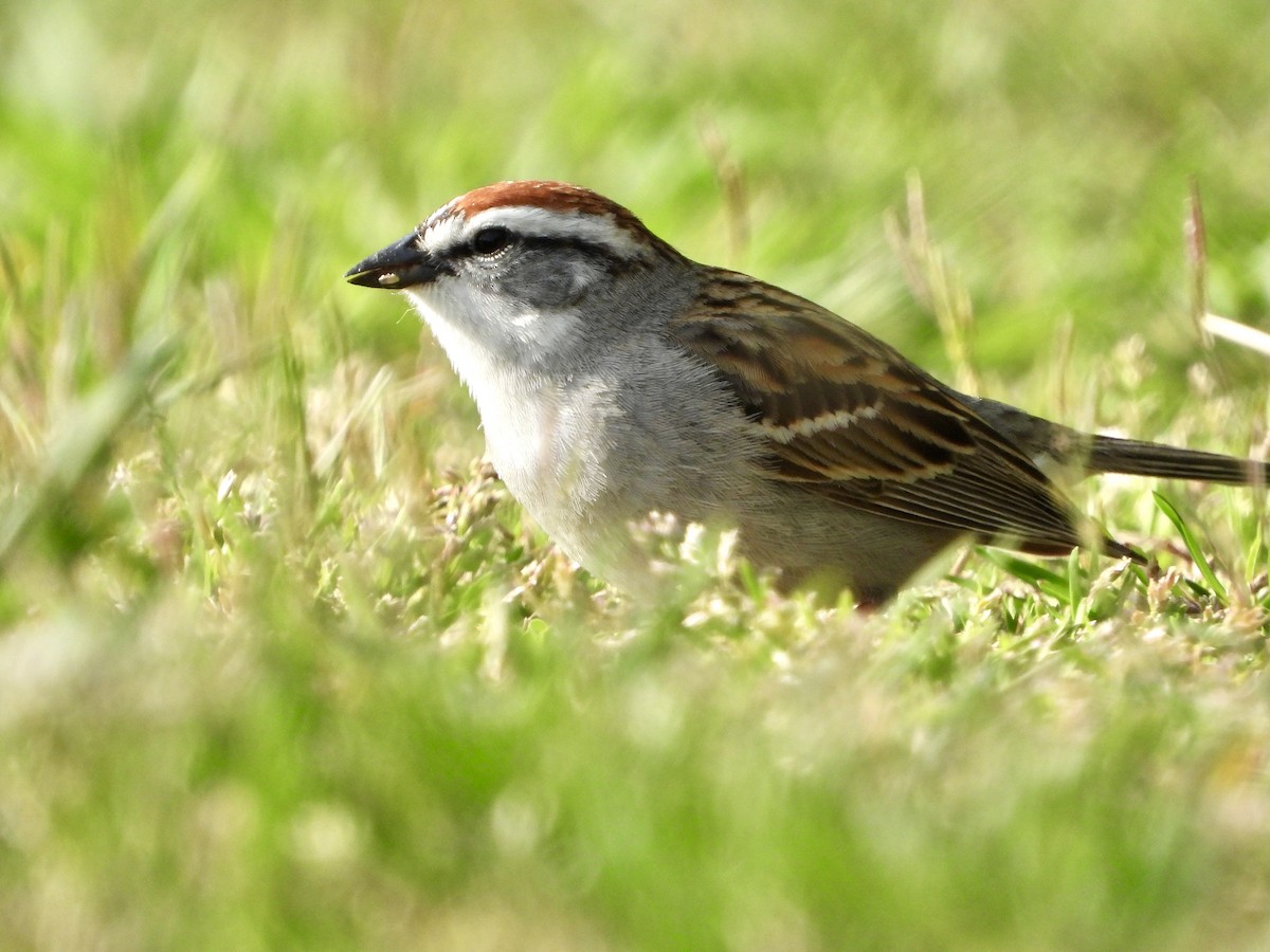 Chipping Sparrow - ML560238201