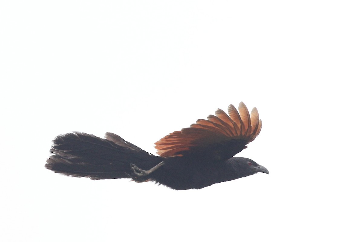 Greater Coucal - ML560242571
