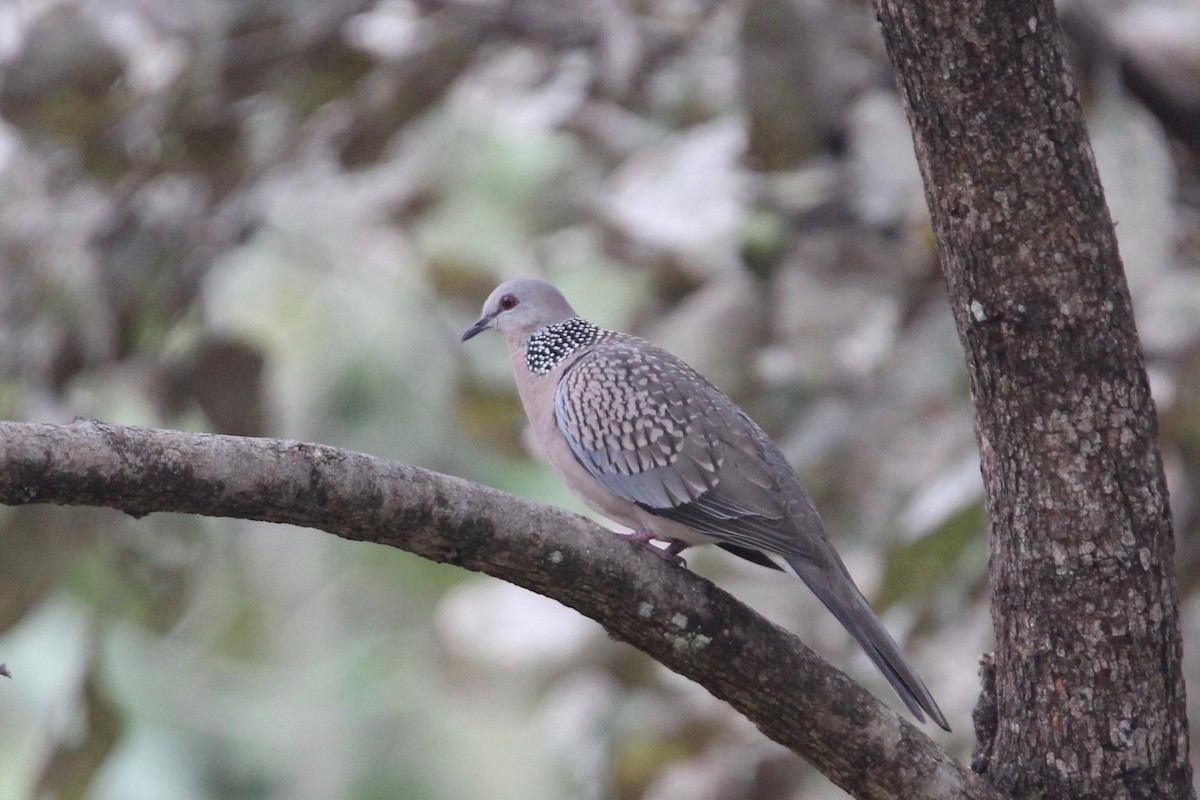 Spotted Dove - ML56025081