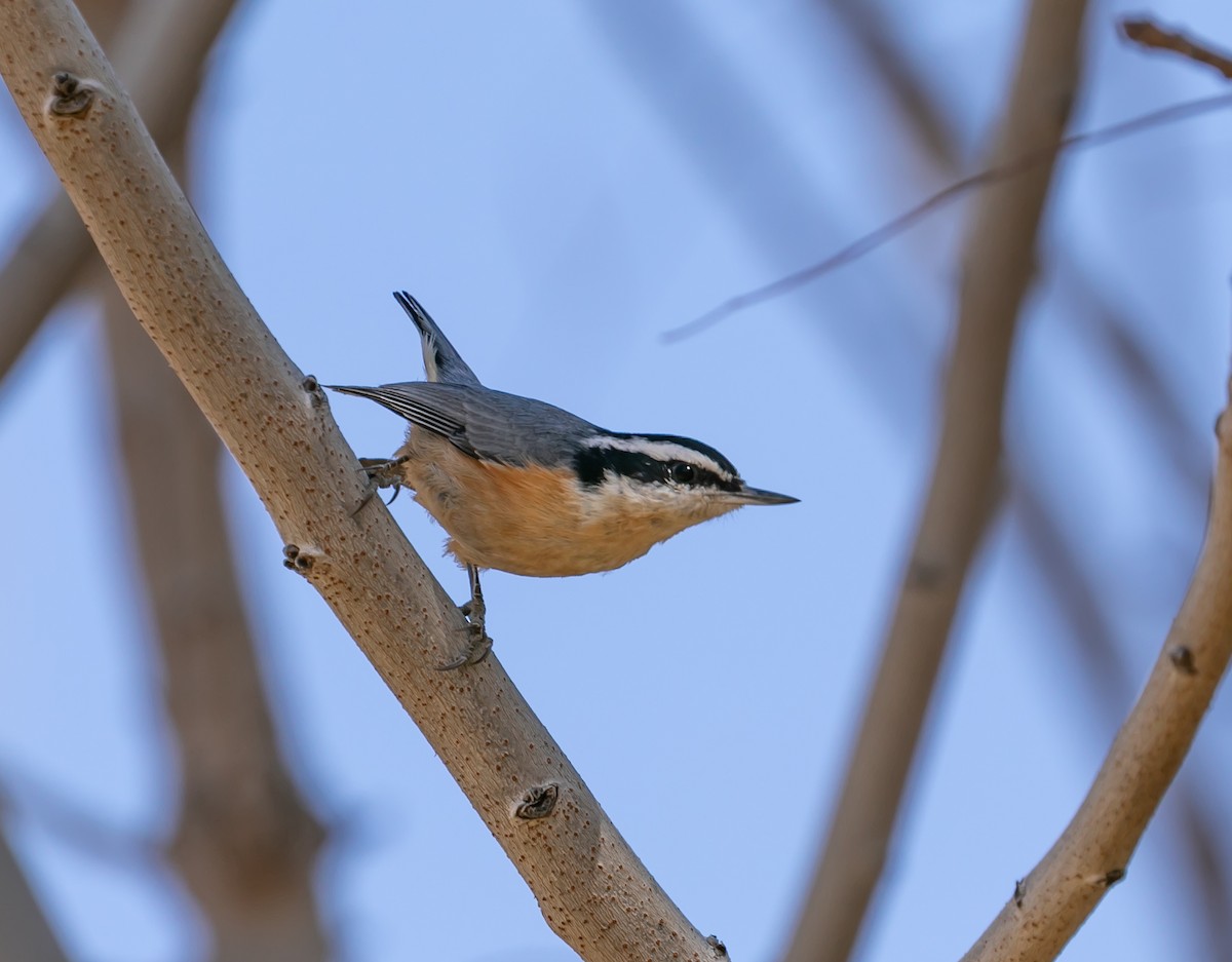 Red-breasted Nuthatch - ML560254011