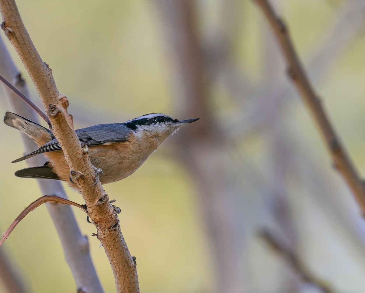 Red-breasted Nuthatch - Damon Haan