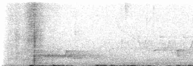 Carolinanachtschwalbe - ML560255291