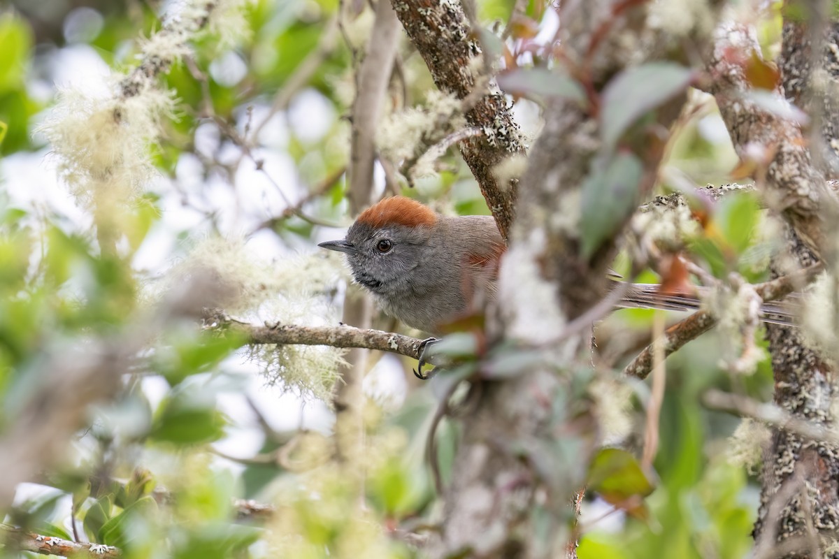 Silvery-throated Spinetail - Rob Jansen - RobJansenphotography.com