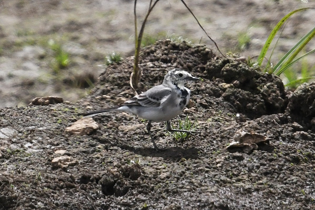 White Wagtail - Andreas Deissner