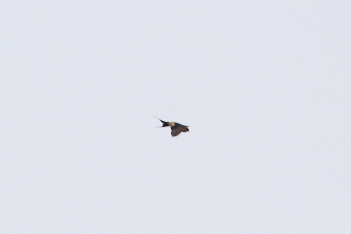 Red-rumped Swallow - ML56025791
