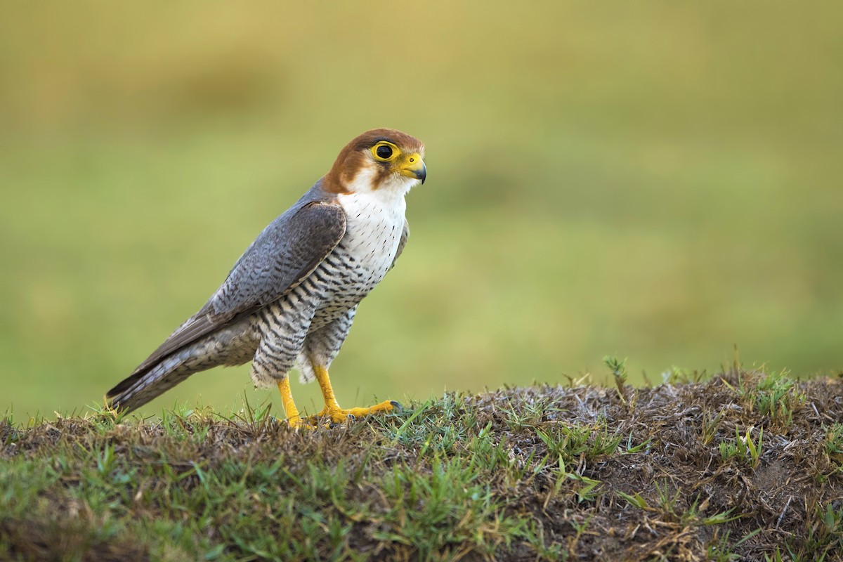 Red-necked Falcon - ML560259611