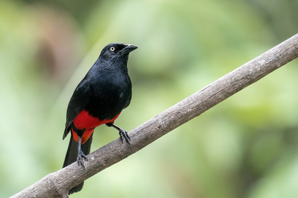 Red-bellied Grackle - ML560260091