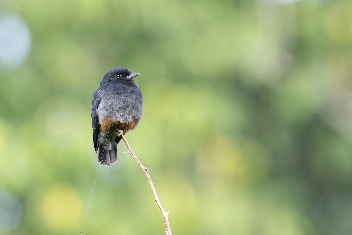 Swallow-winged Puffbird - Rob Jansen - RobJansenphotography.com