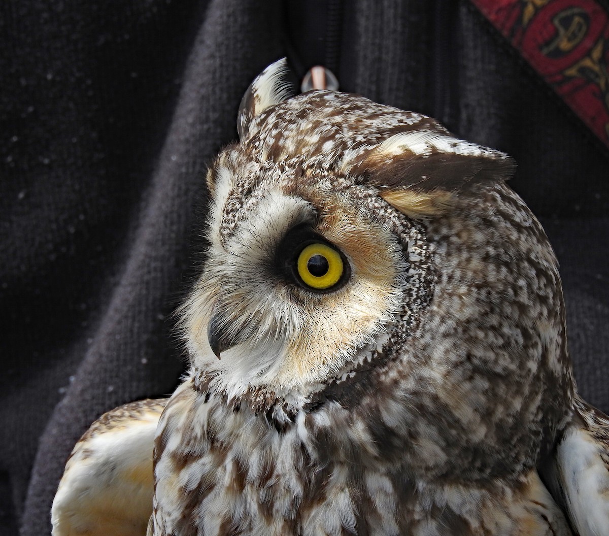 Long-eared Owl - Tresa Moulton