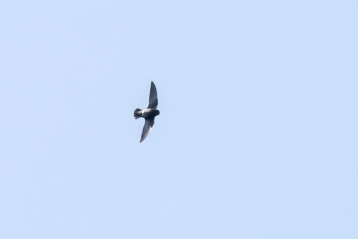 Spot-fronted Swift - ML560261901