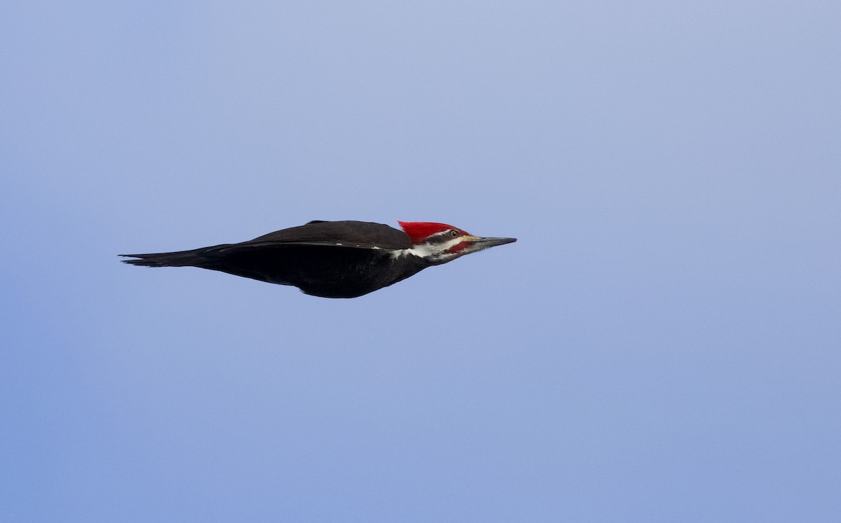 Pileated Woodpecker - Will Sweet