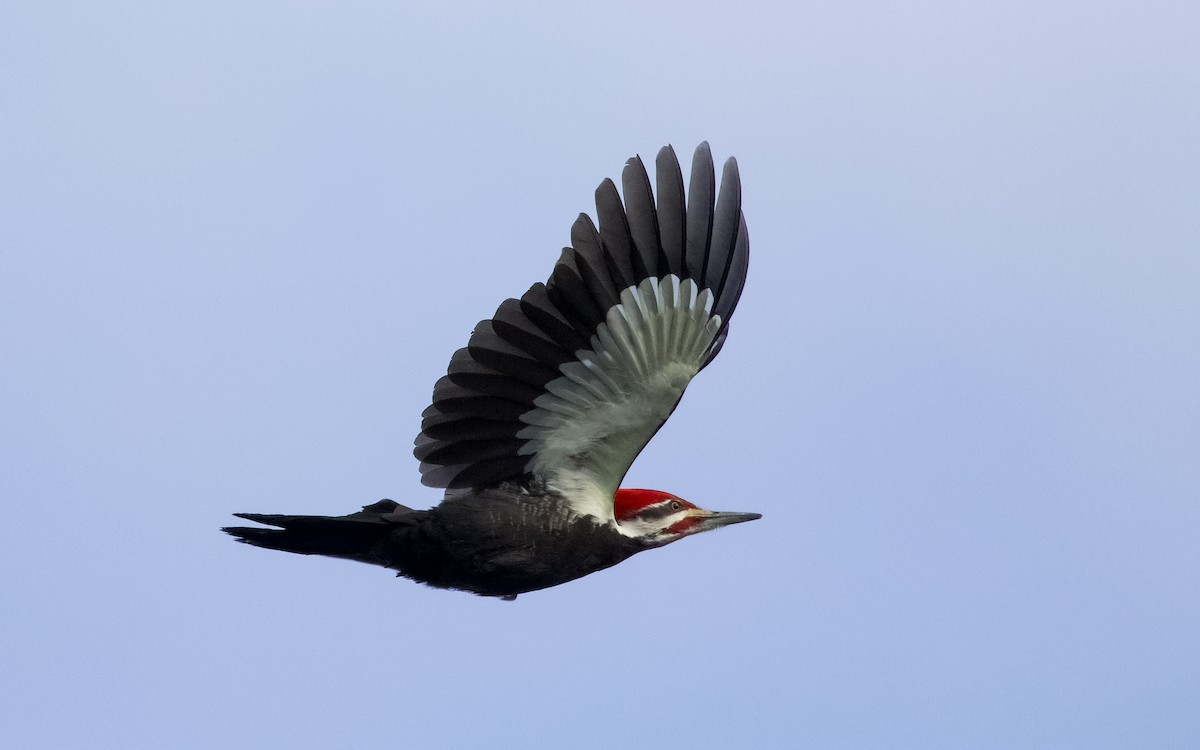 Pileated Woodpecker - ML560263811
