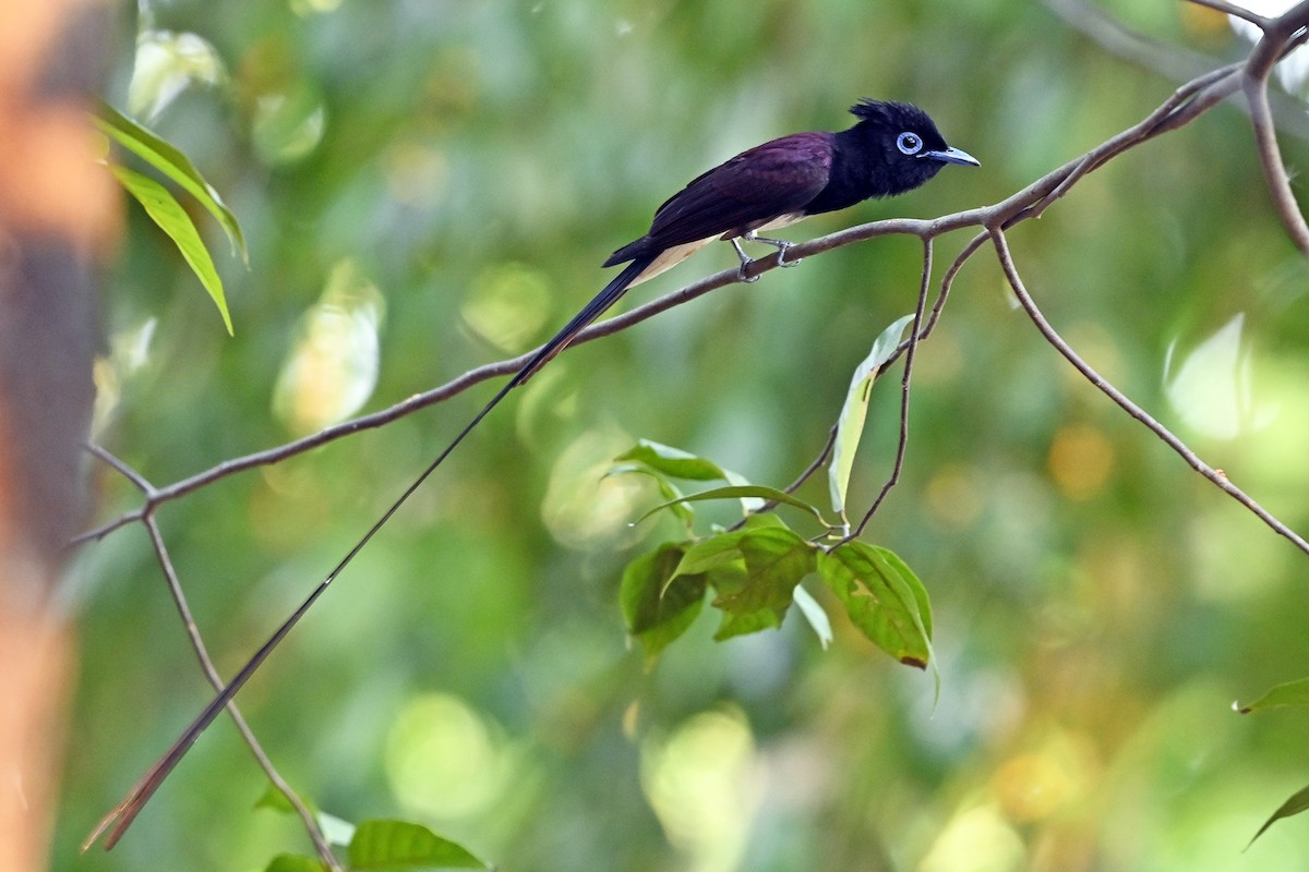 Black Paradise-Flycatcher - Wachara  Sanguansombat