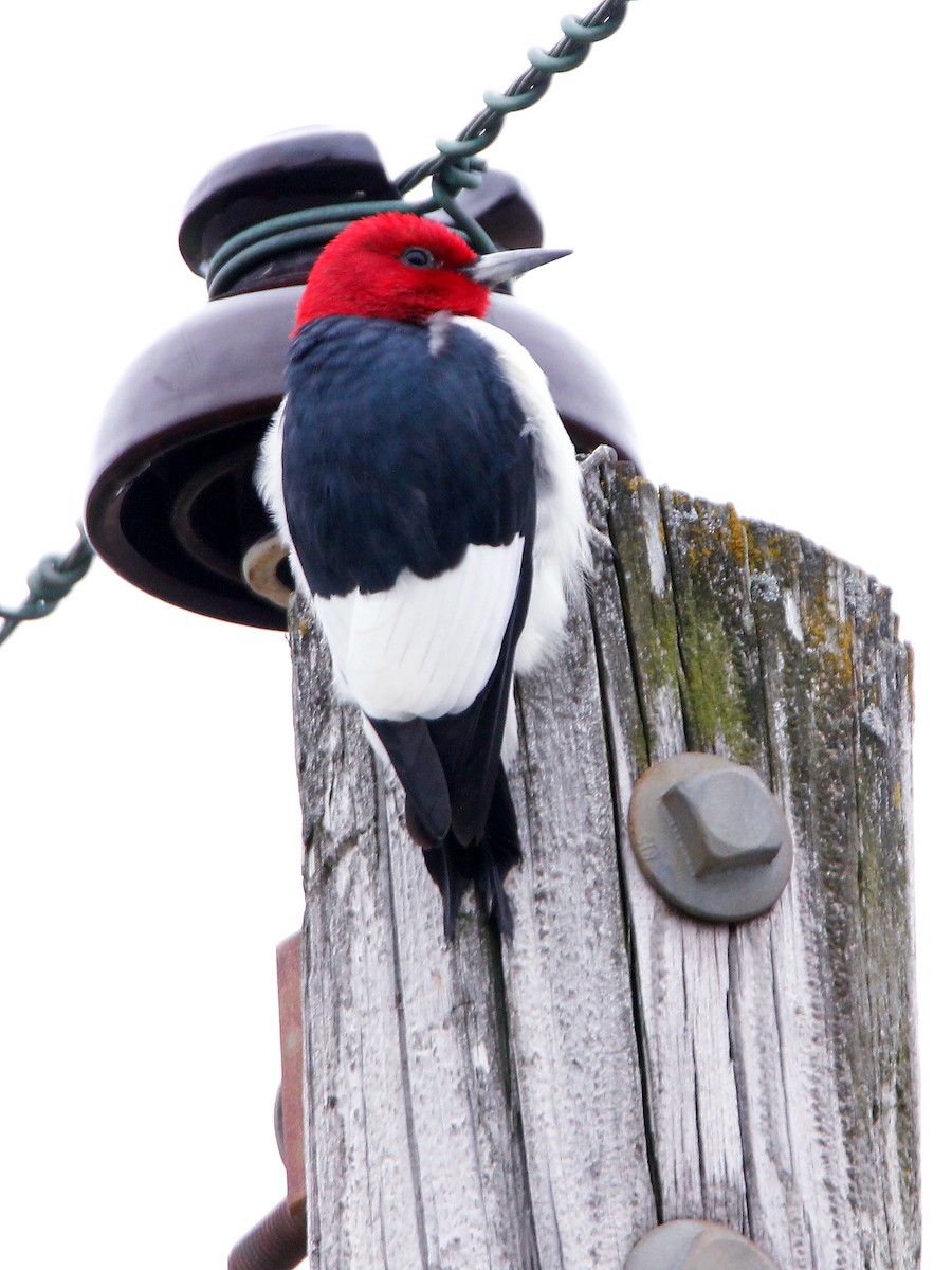 Red-headed Woodpecker - Laura Segala