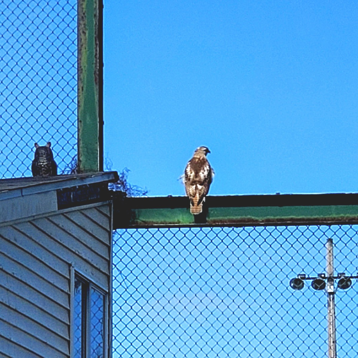Red-tailed Hawk - ML560283131