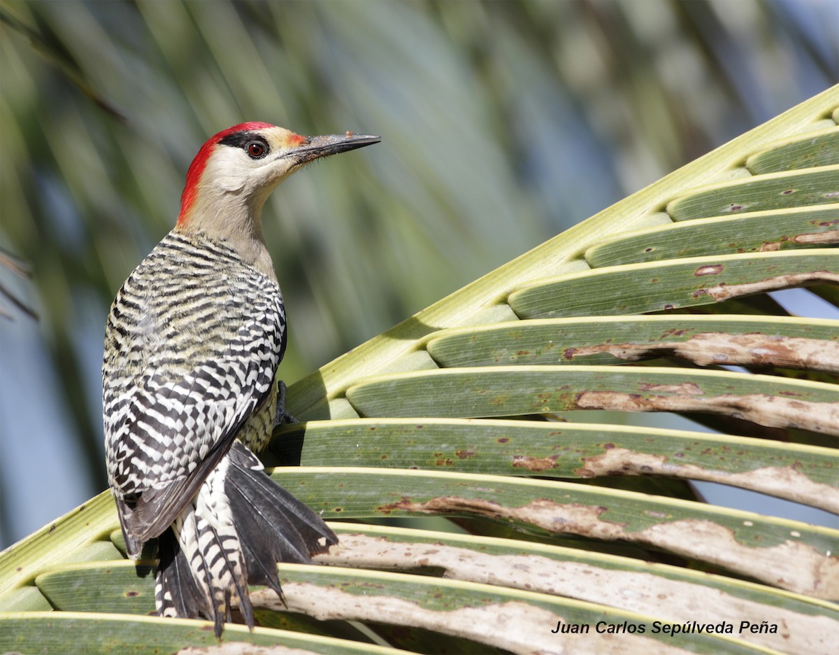 West Indian Woodpecker - ML56028321