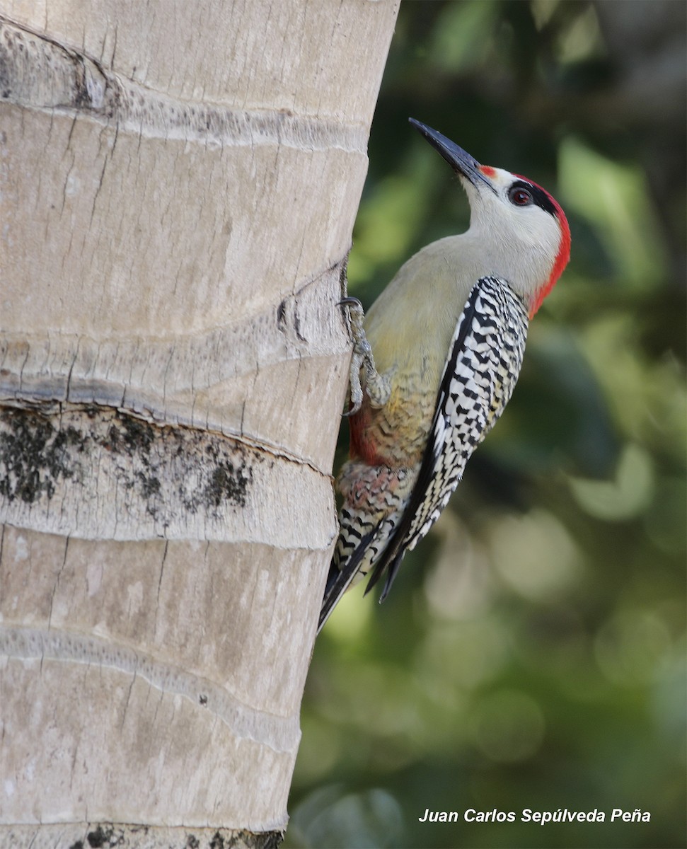 West Indian Woodpecker - Juan Carlos Sepúlveda-Peña