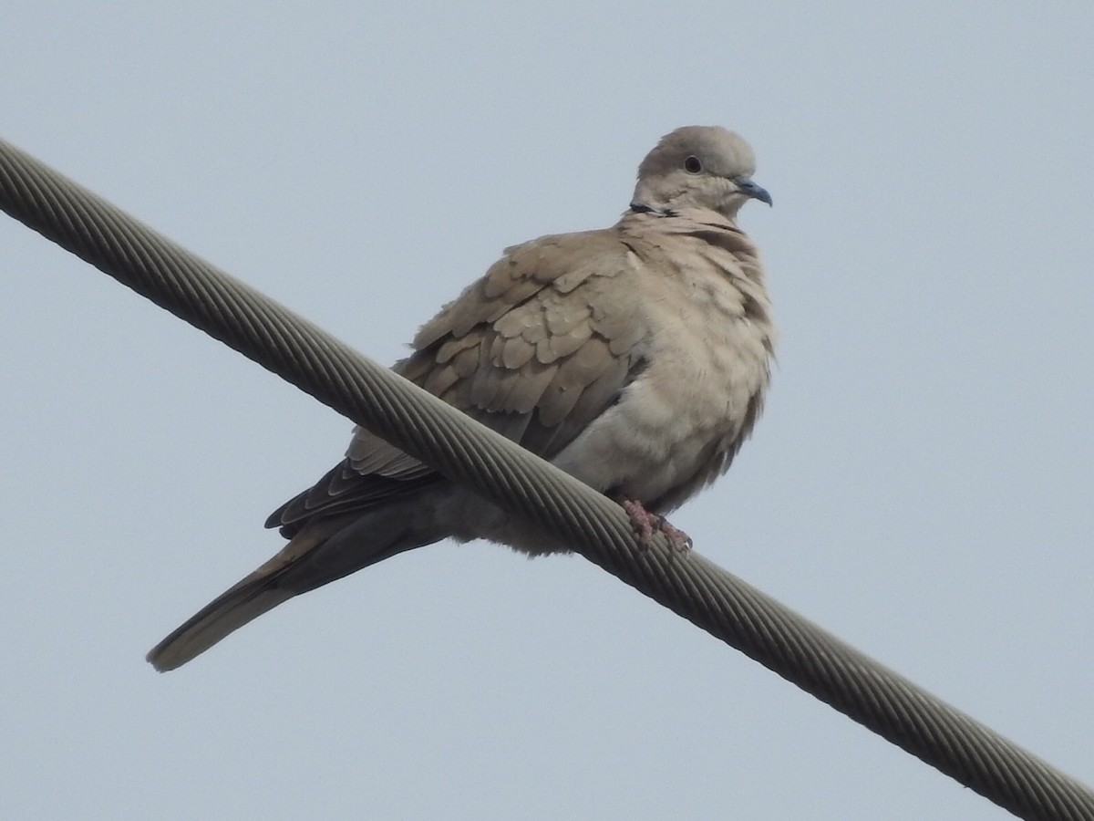 Eurasian Collared-Dove - ML560284611