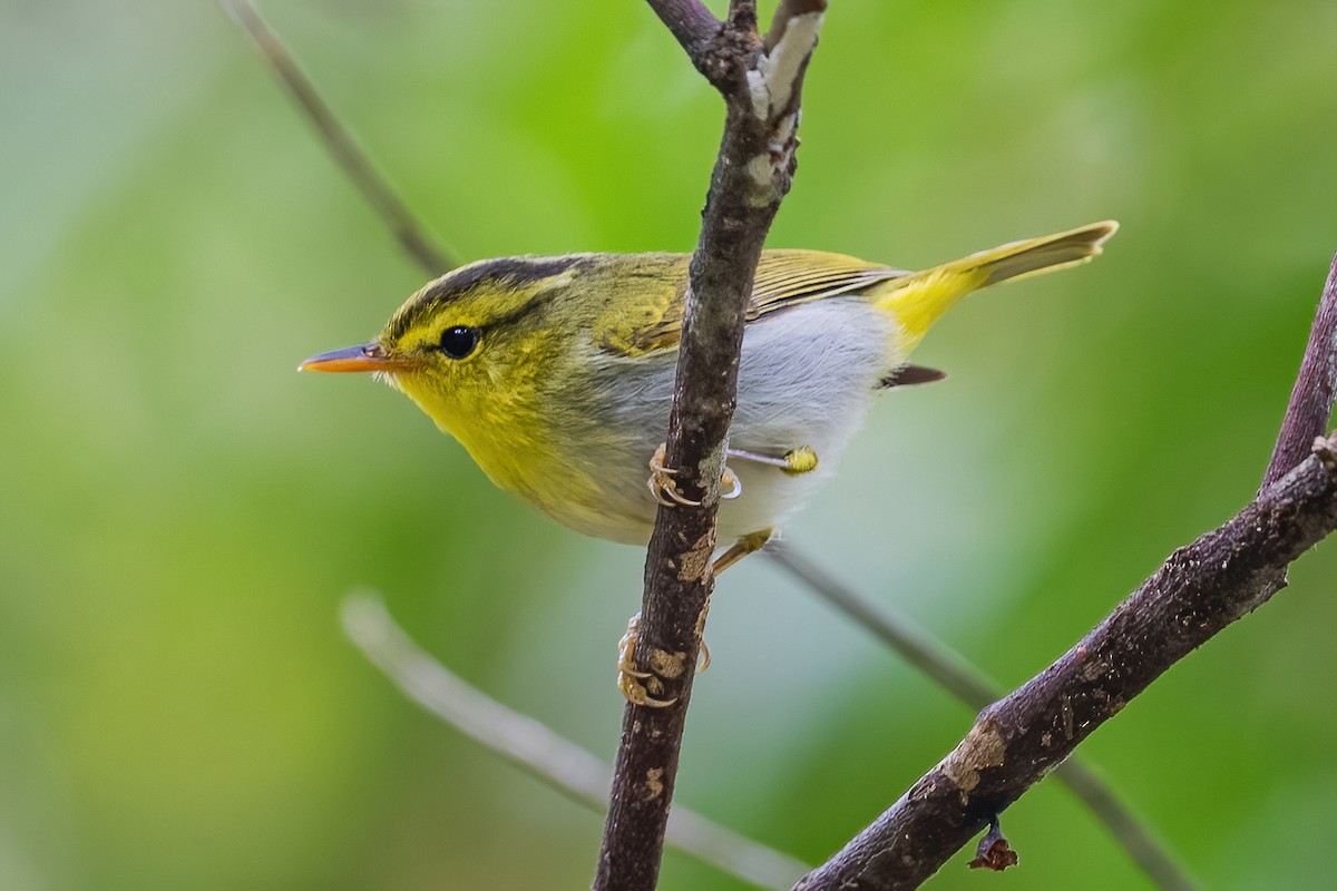 Yellow-vented Warbler - ML560288471
