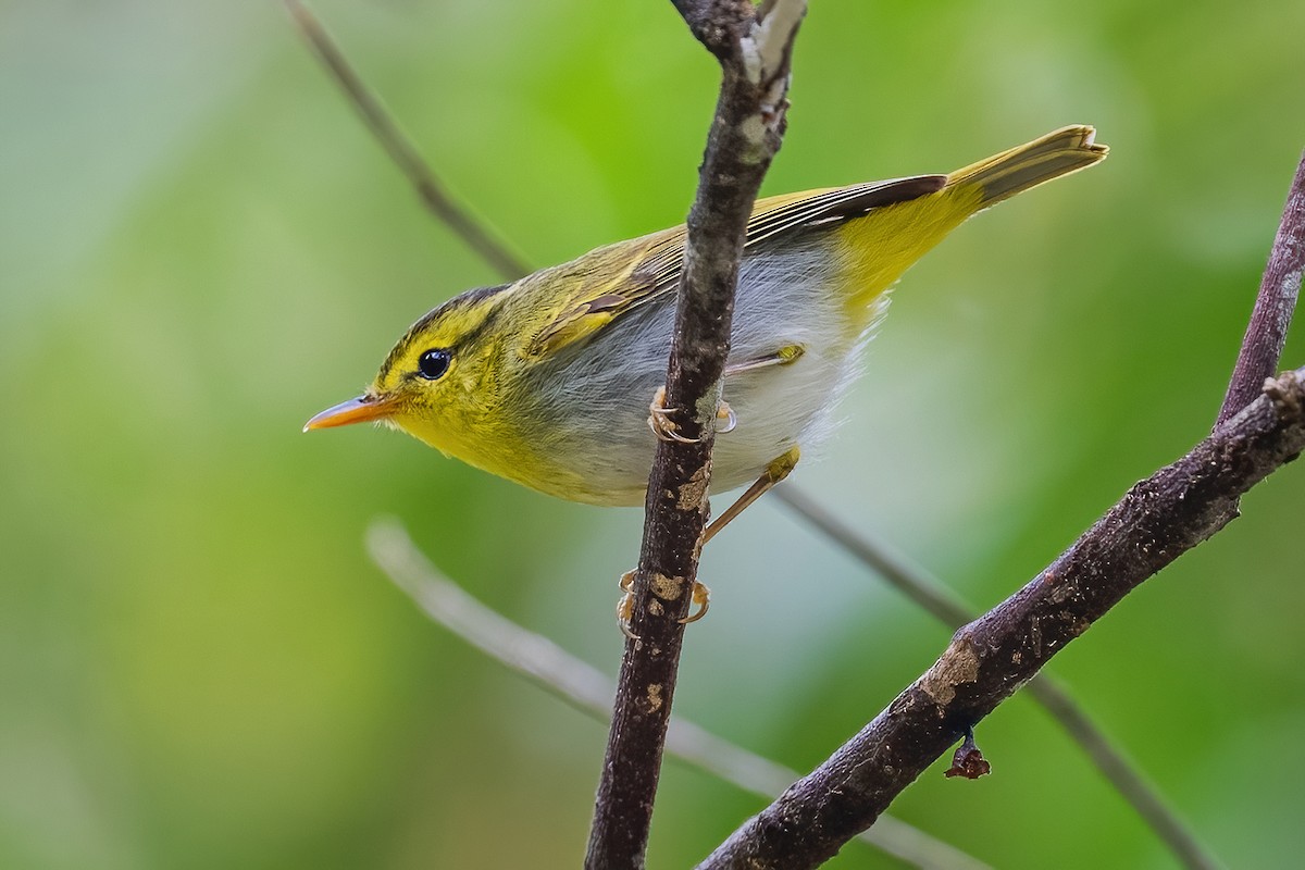 Yellow-vented Warbler - ML560288491
