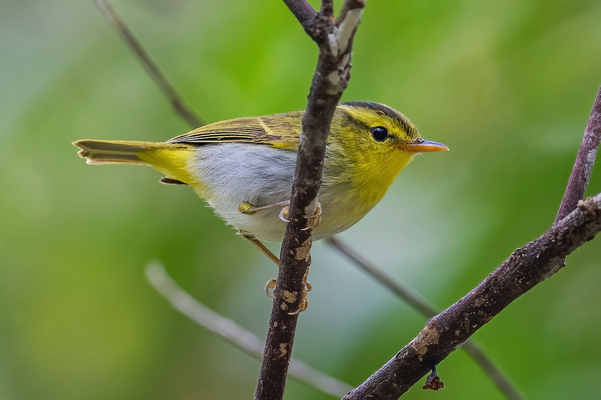 Yellow-vented Warbler - ML560288571