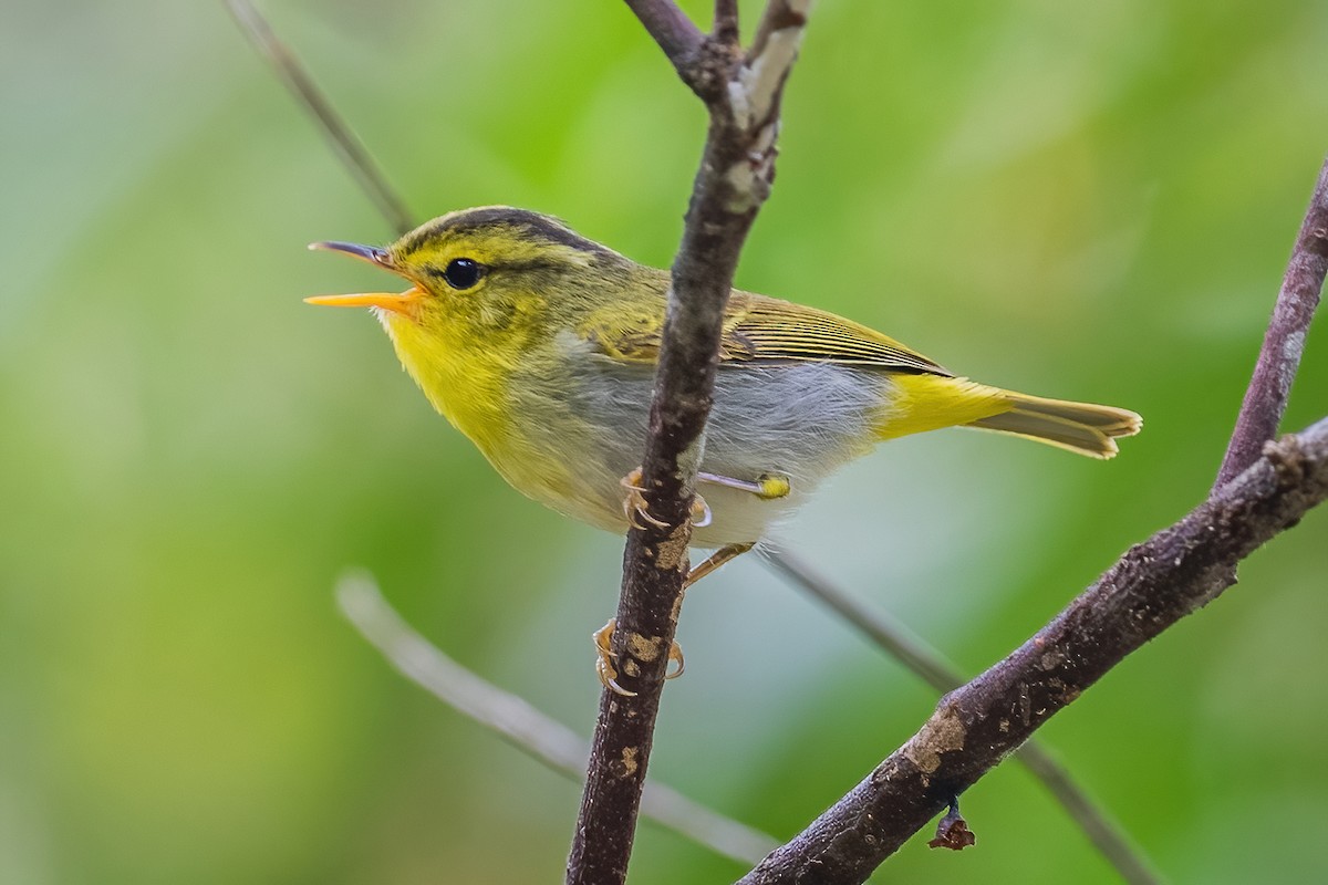 Yellow-vented Warbler - Ngoc Sam Thuong Dang