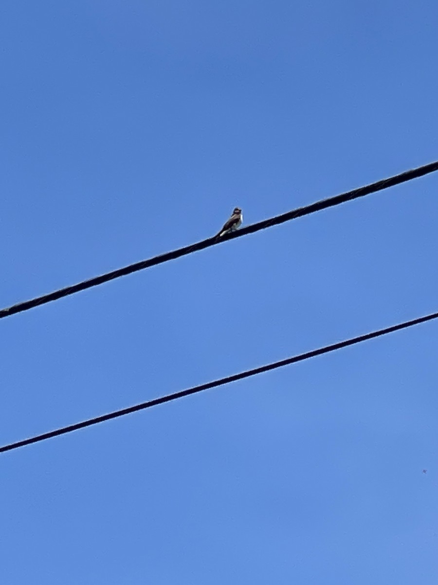 Northern Rough-winged Swallow - Elizabeth Eisenhauer