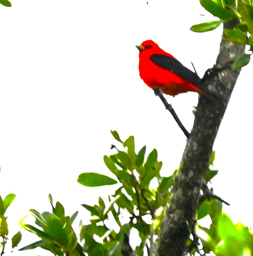 Scarlet Tanager - ML560291641