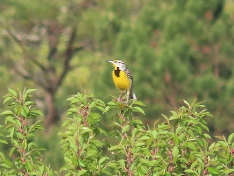 Eastern Meadowlark - Ruth Bergstrom