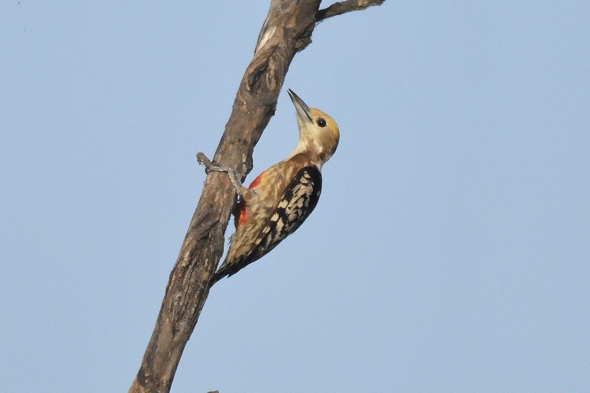Yellow-crowned Woodpecker - ML560297651