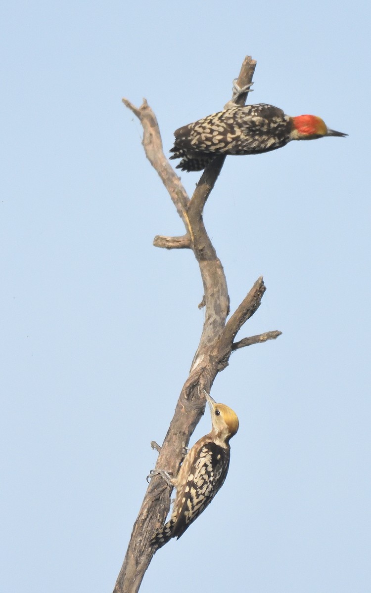 Yellow-crowned Woodpecker - ML560297661
