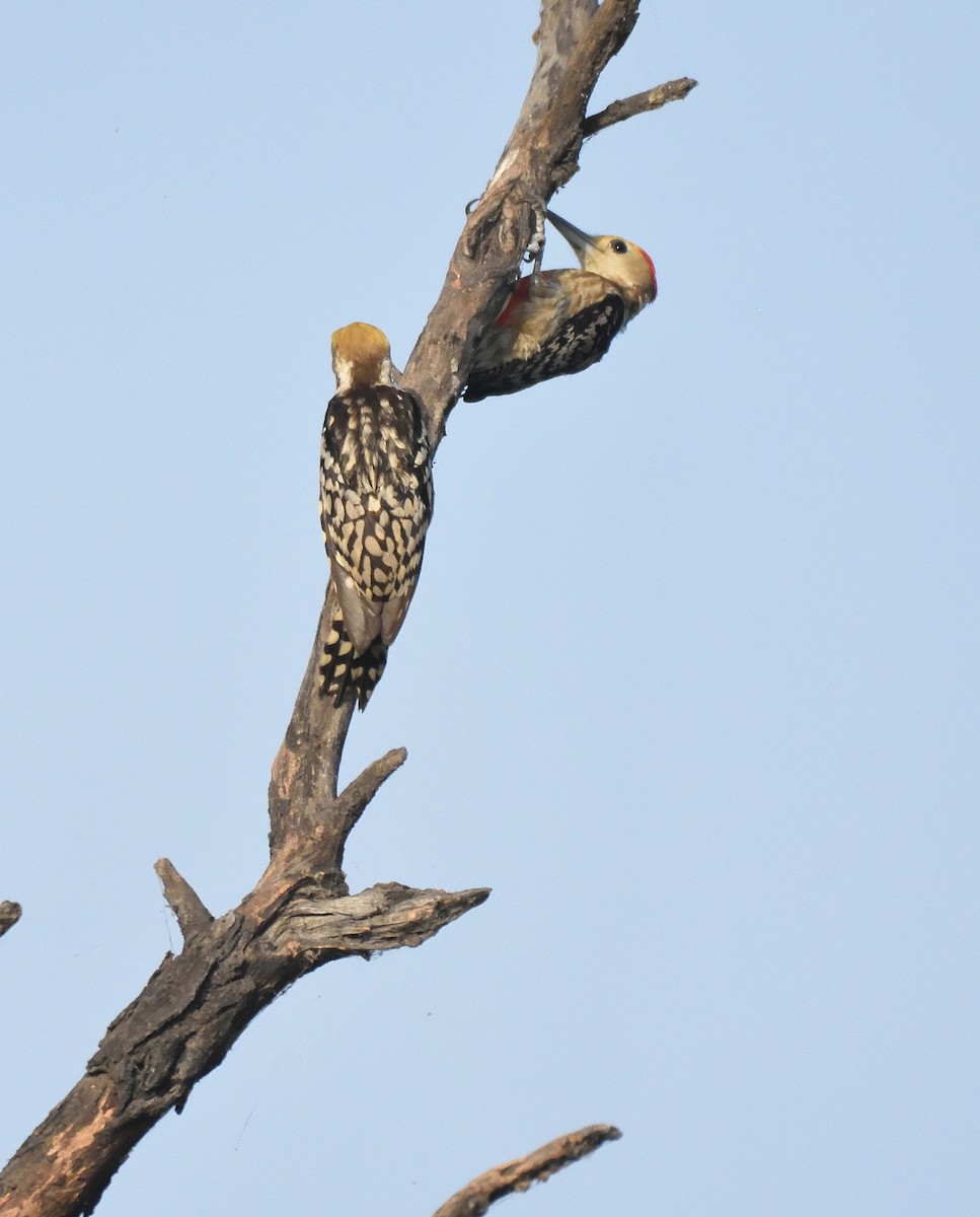 Yellow-crowned Woodpecker - ML560297671