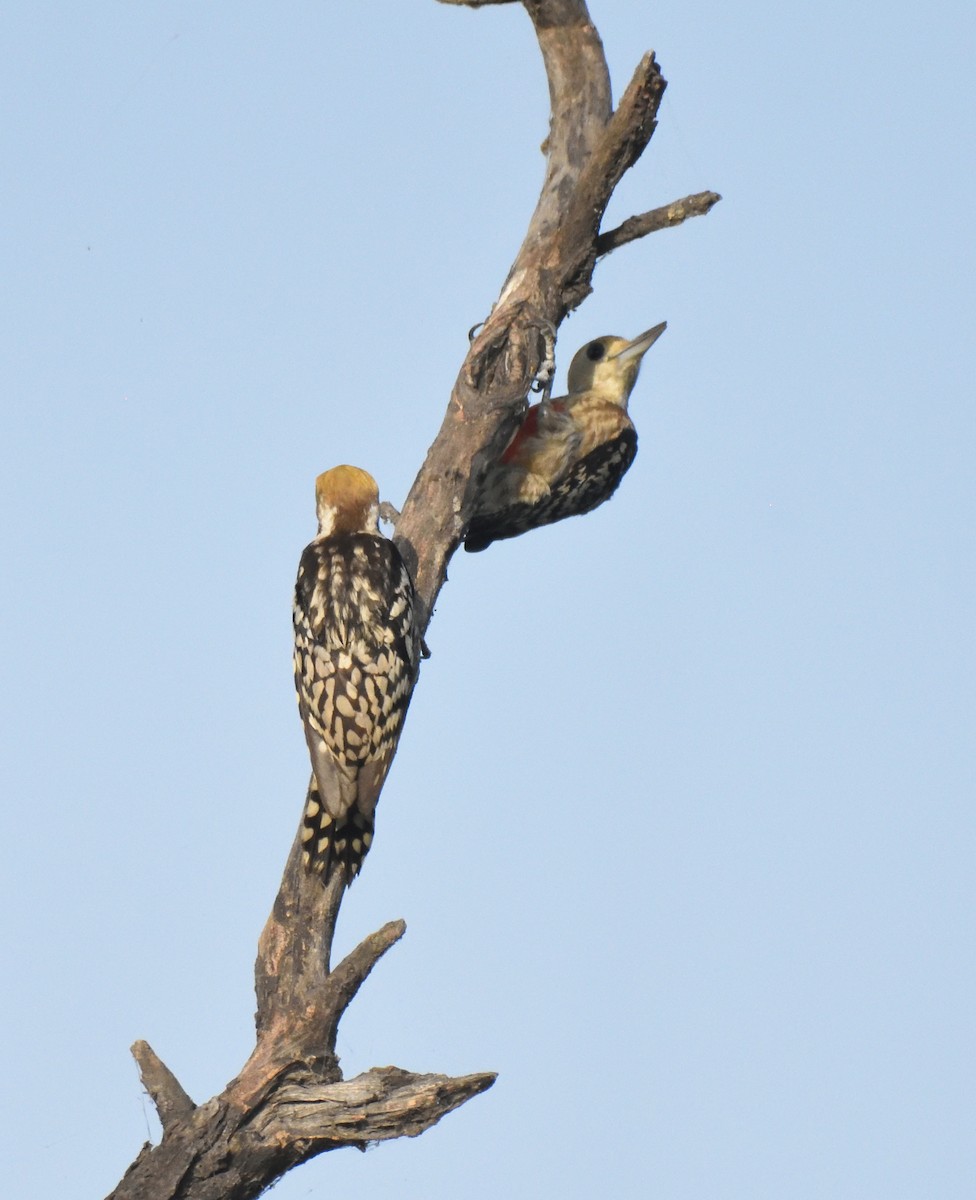Yellow-crowned Woodpecker - ML560297681