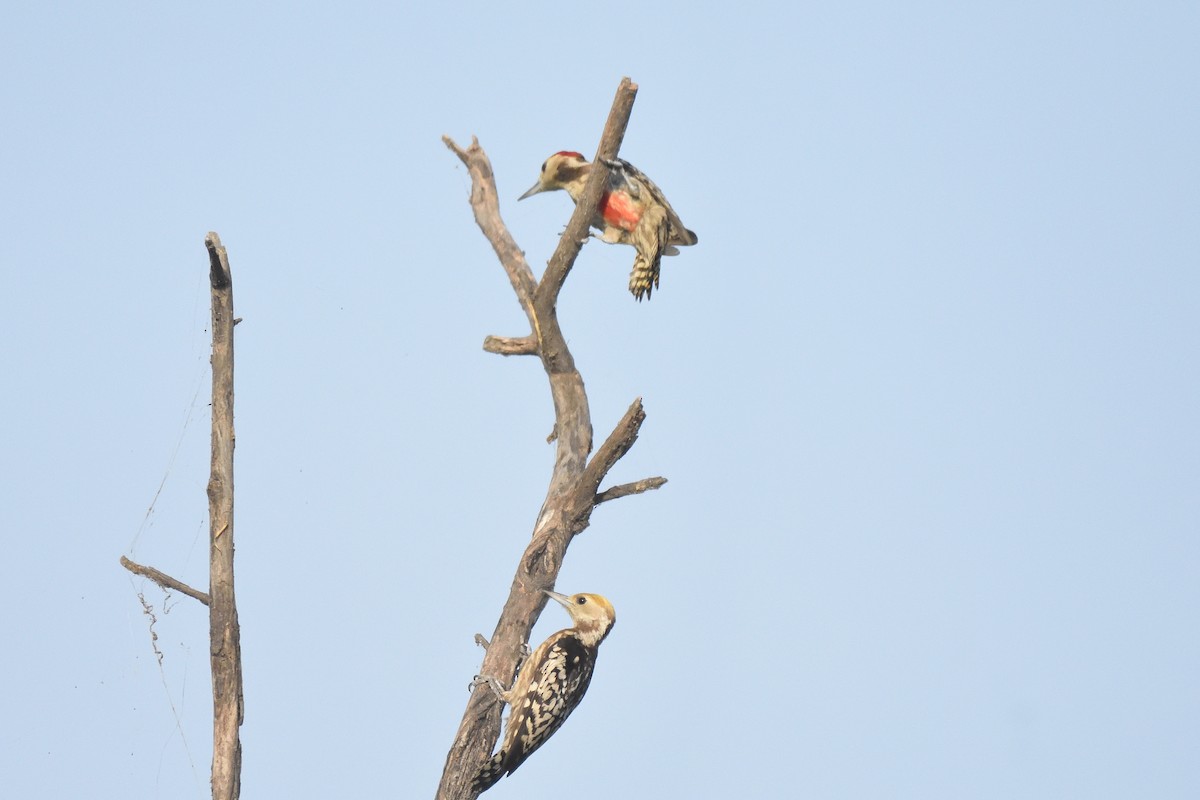 Yellow-crowned Woodpecker - ML560297691