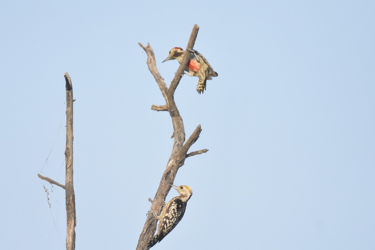 Yellow-crowned Woodpecker - ML560297701